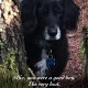 We say goodbye to Alfie, our much-loved hotel dog at Coul House Hotel. As a proud dog-friendly hotel in the Scottish Highlands, we honour his gentle spirit and the joy he brought to guests and staff alike.