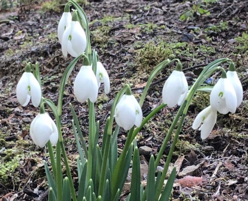 Snowdrops, Frosty Mornings & Highland Views at Coul House Hotel, Contin